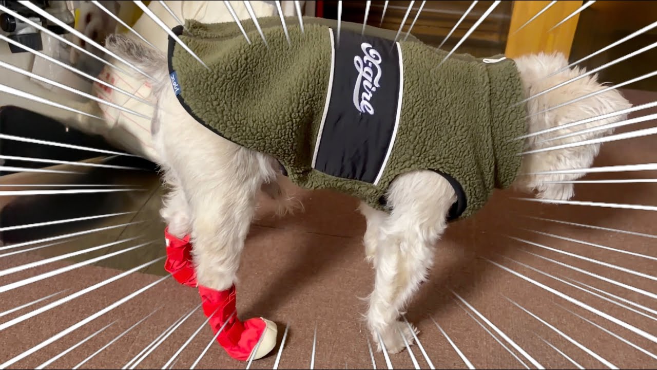 ミニチュアシュナウザー　モク物語🐶 第２３６話　赤い靴をはいたモク👢