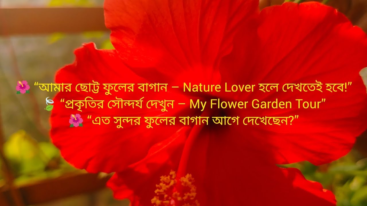 🌺 “আমার ছোট্ট ফুলের বাগান | Beautiful Flower Garden Tour”#FlowerGarden#Hibiscus #GardenBeauty#vlog❤️