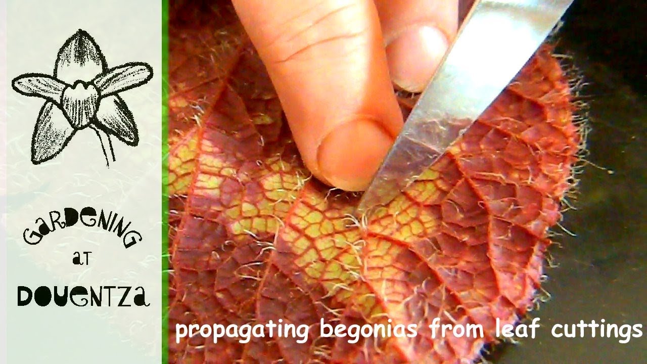 Propagating Begonias From Leaf Cuttings (1 of 2)
