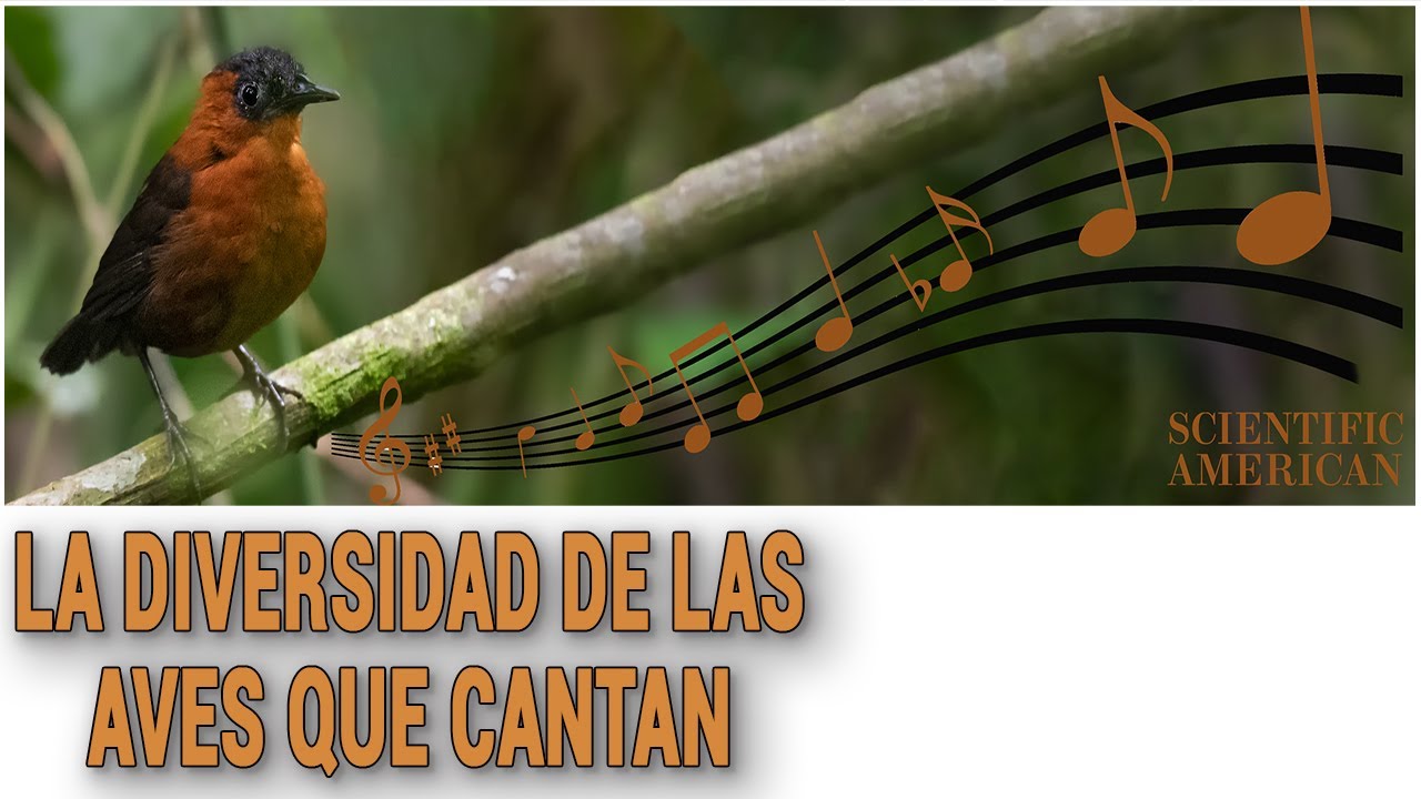 LA DIVERSIDAD DE LAS AVES QUE CANTAN