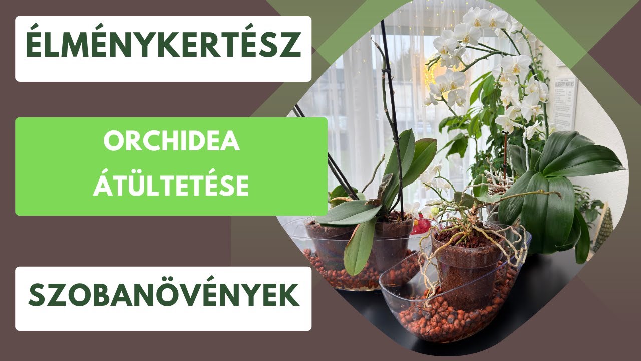 Ne hibázd el az orchideaültetést! Ezzel a módszerrel minden sikerül!🪴