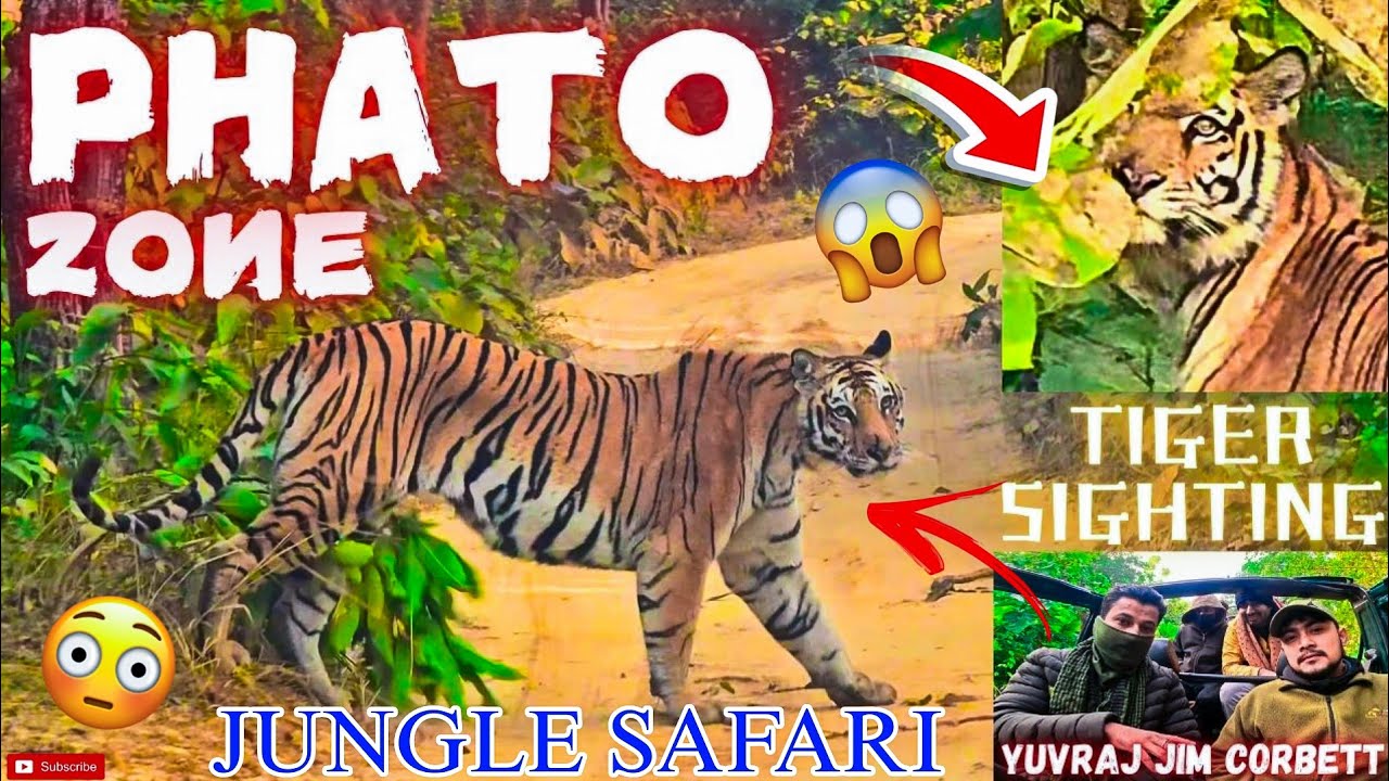 PHATO ZONE MAIN HUE TIGER KE SANDAAR DARSHAN 🤩 PERFECT TIMING 👍 #yuvrajjimcorbett