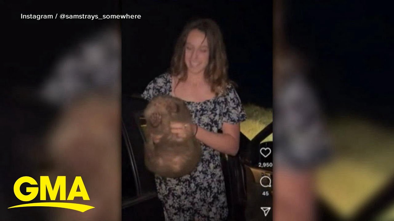 Influencer under fire for picking up wild baby wombat
