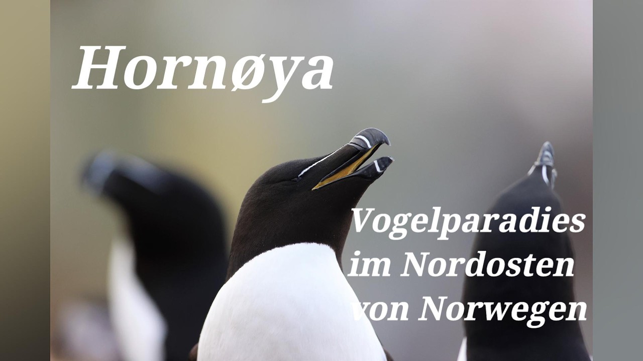 Norwegen - Vogelinsel Hornøya - Vogelflug über Norwegens östlichste Insel