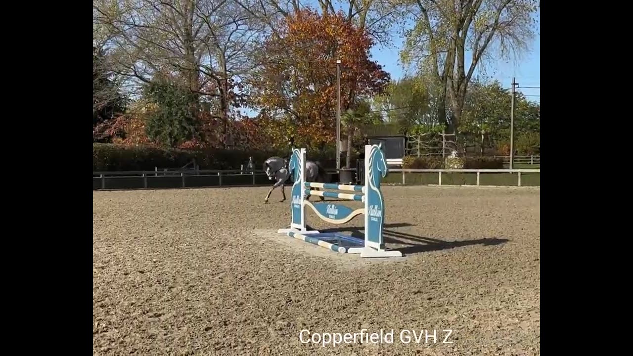 Copperfield GVH Z  gelding 6 years