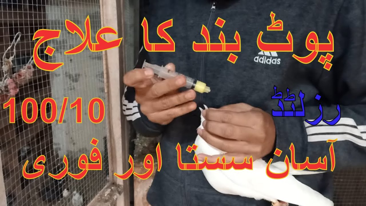 کبوتروں کی پوٹ بند کا 100/10٪آزمایا ہوا گرنٹڈ علاج سستا اور کامیاب