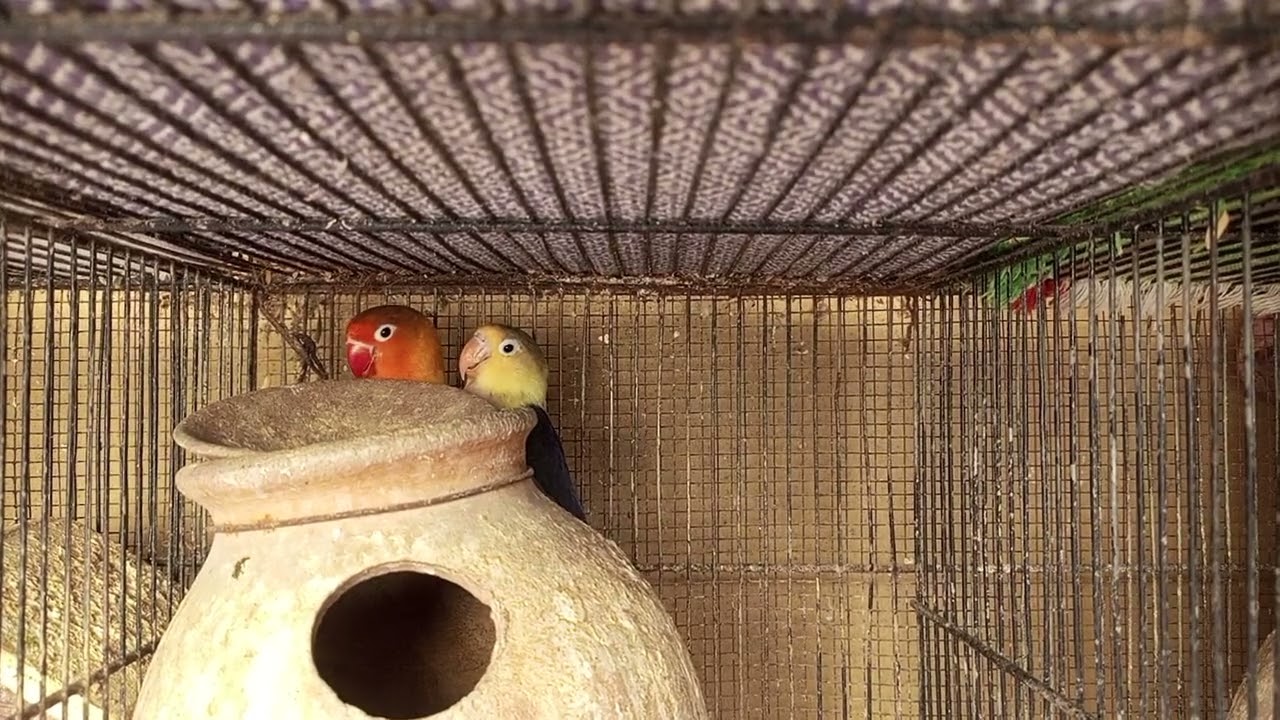 Green fishar male and parblo female pair 