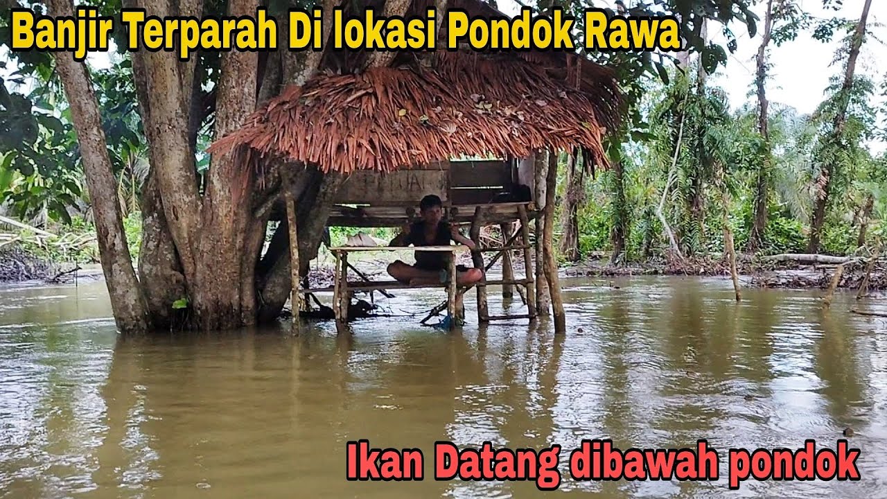 BANJIR BESAR DI PONDOK RAWA || IKAN TERPERANGKAP DI BAWAH PONDOK