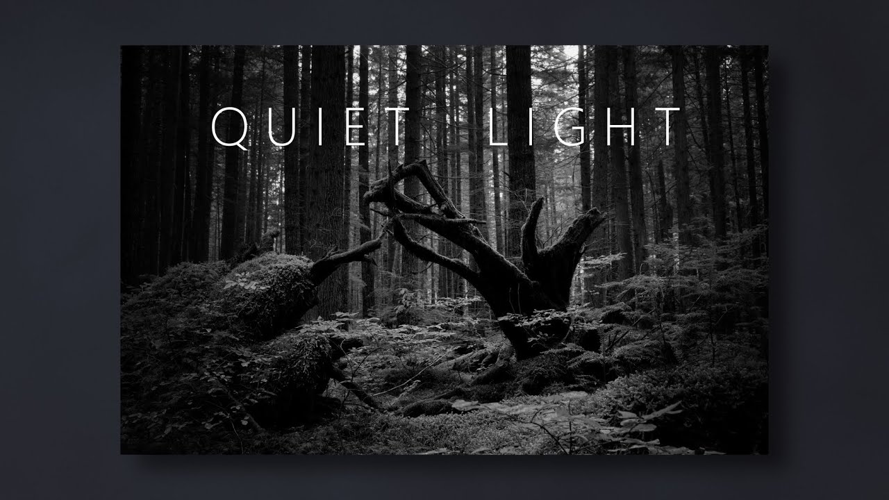 Quiet Forest Light | Black and White Photography