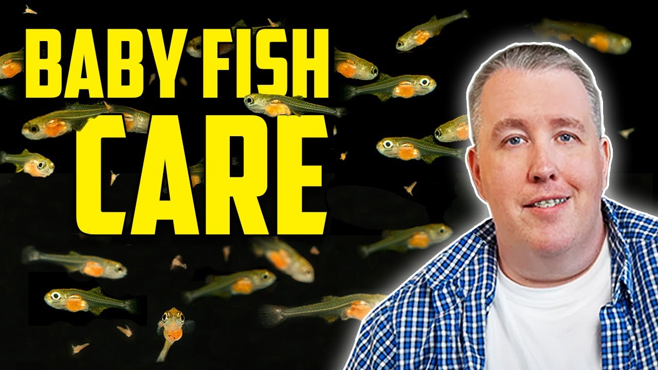 How to Feed and Raise Baby Fish In Your Aquarium