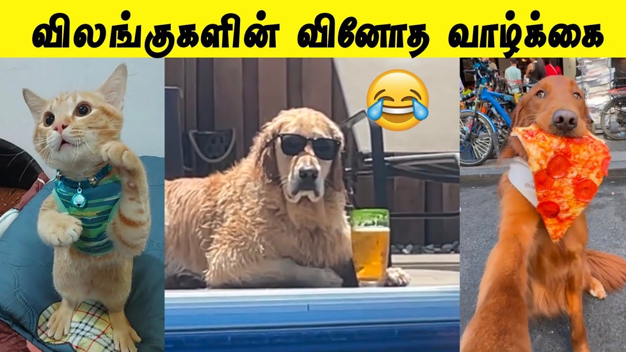 வாழ்ந்தா இவனுங்கள மாதிரி வாழனும் 🤣😂