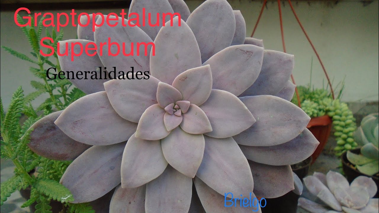 Graptopetalum Superbum | Cuidados | Propagación
