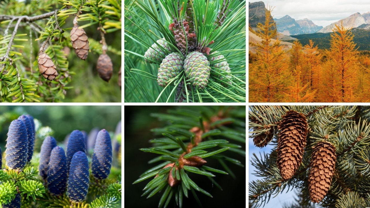 Tree identification: Conifers