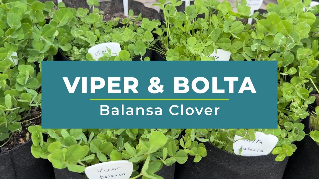 Viper & Bolta Balansa Clover