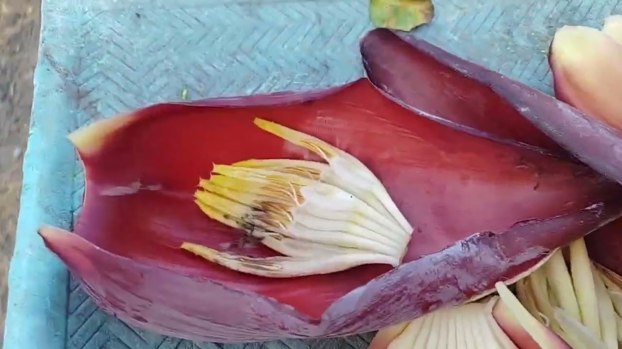 ദ്വീപിലെ കാഴ്ചകൾ കണ്ടാലോ 🏜️🏝️😍#DAY IN MY LIFE 💃🤗💞🦋#ANDAMAN NICOBAR ISLAND♥️#YOUTUBE VIDEO 🙏