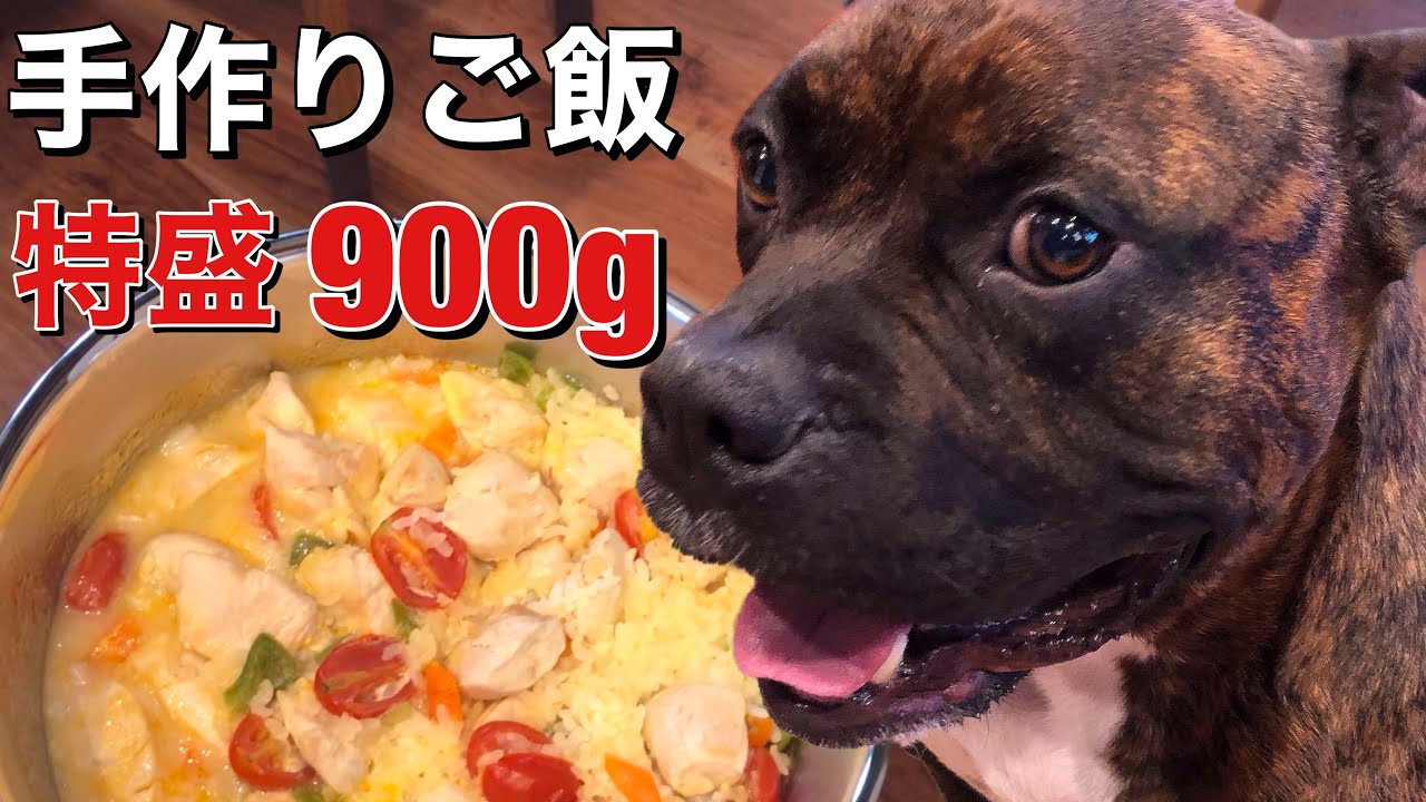 【大食い犬ASMR】特盛り鷄ササミご飯を豪快に早食いする衝撃動画【アメリカンブリー】ロング,Dog handmade rice【American Bully】