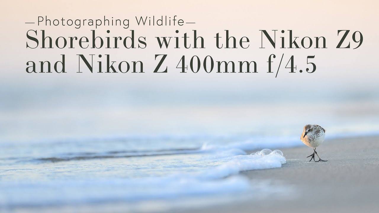 Photographing Shorebirds with the Nikon Z9 and Nikon Z 400mm f/4.5