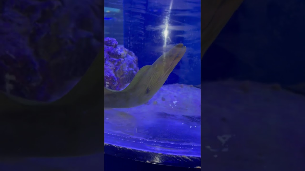BEAUTIFUL green moray eel!!