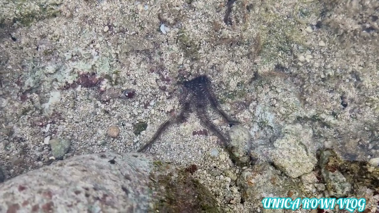 FINDING SEA CREATURES AT LOW TIDE | TRAVEL TOUR