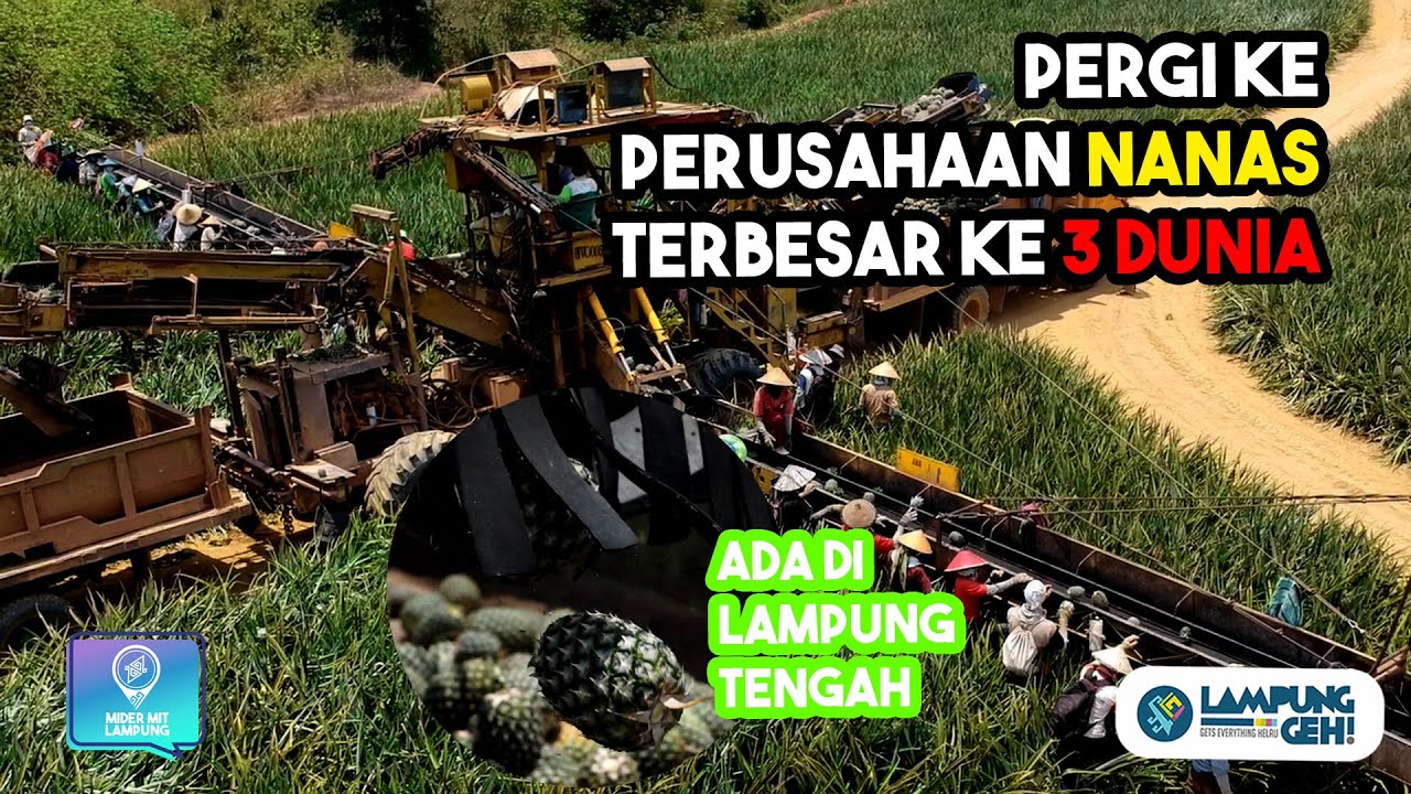Mengunjungi Pabrik Nanas Terbesar ke 3 di Dunia, Great Giant Pineapple | Lampung Geh