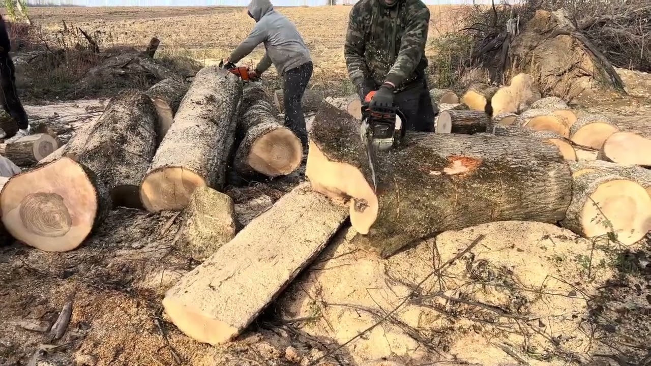 🪚🪚🌳🌳 Very strong chainsaw STIHL MS 462 C-M. Cutting big trees 🌳 please subscribe for us 💪💪
