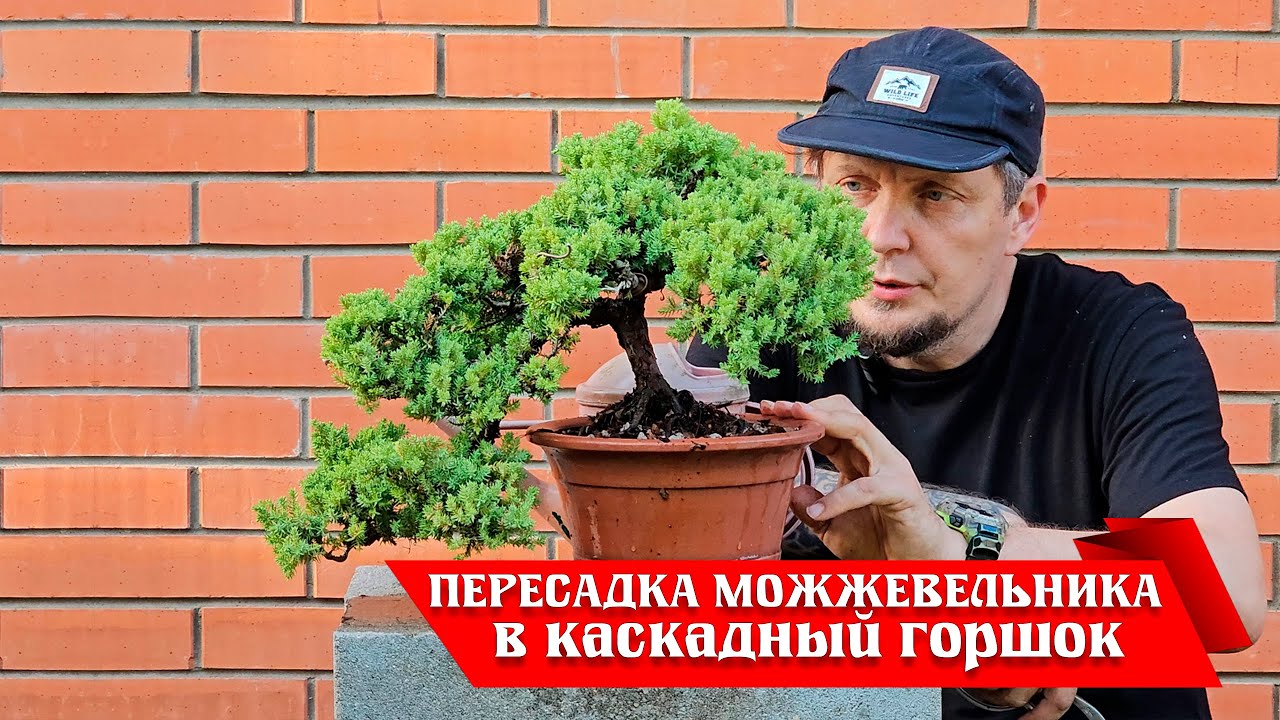 Пересадка можжевельника в каскадный керамический горшок @Studio.Bonsai