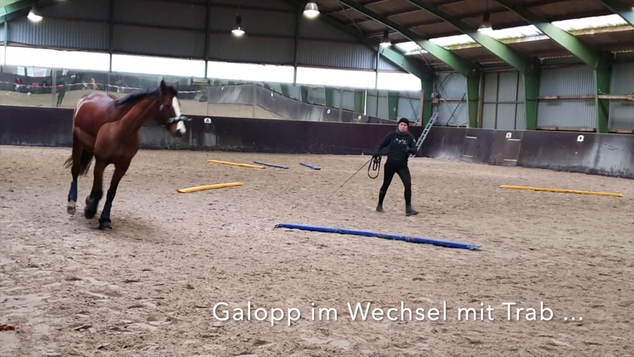 Einblick in einen Praxiskurs "Longenkurs" mit Babette Teschen – Alexandra und Carry