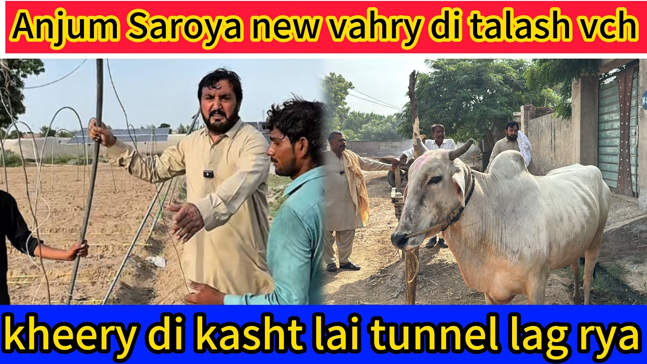 Rehri lai New vahry di talash | Kheery di kasht lai tunnel lg rya | Anjum Saroya
