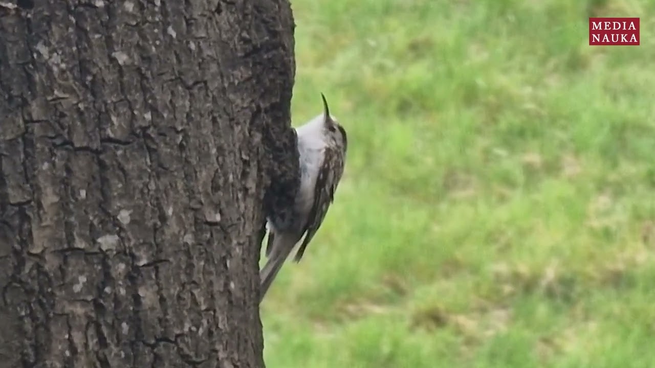 Pełzacz leśny (Certhia familiaris)