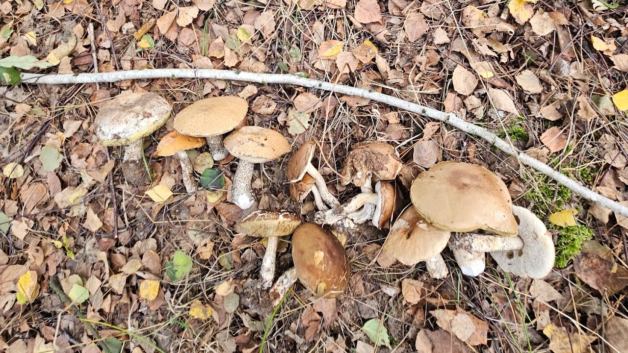 Kosz podgrzybków a na koniec piękne koźlarze i prawdziwki 