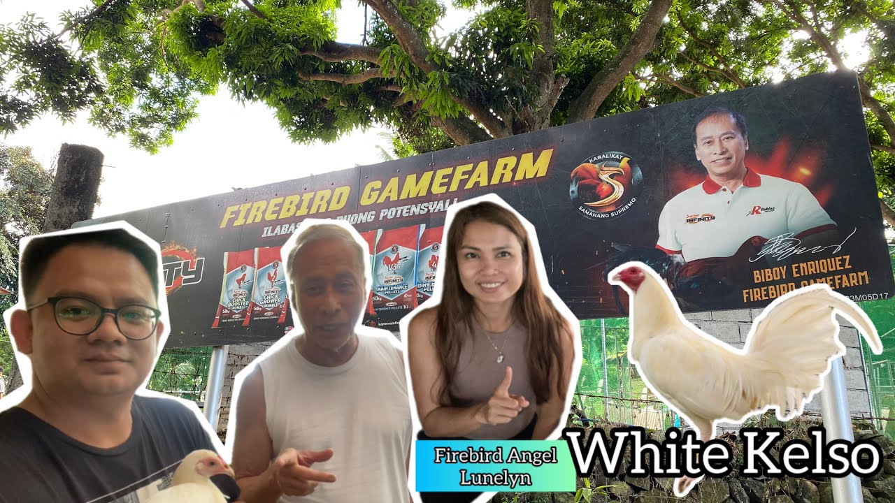 BIBOY ENRIQUEZ FIREBIRD GAMEFARM