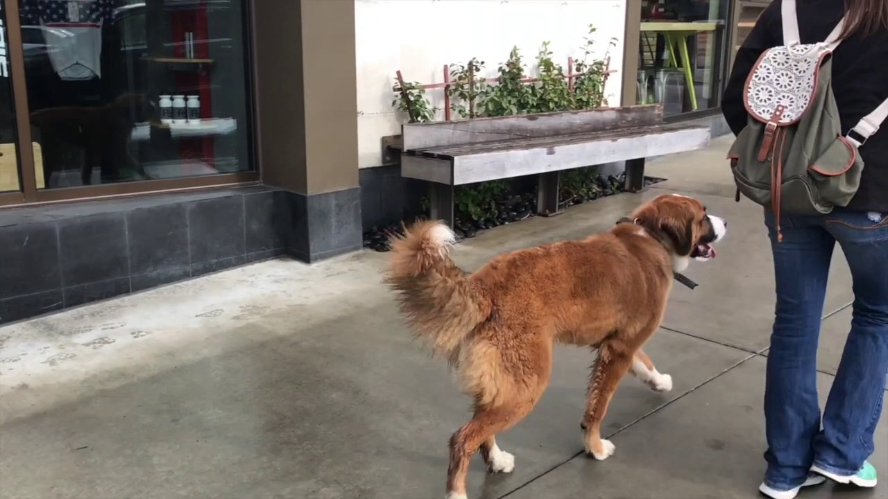 10-Month Old St. Bernard-Mix, Stella! St. Bernard Dog Training | St. Bernard Off Leash K9