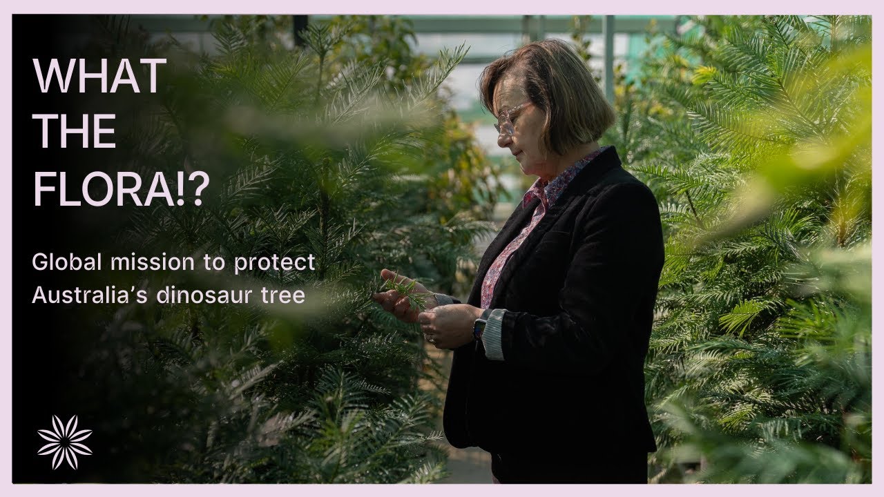 Global mission to protect Australia’s dinosaur tree: Wollemi Pine | What the Flora!? Series 3
