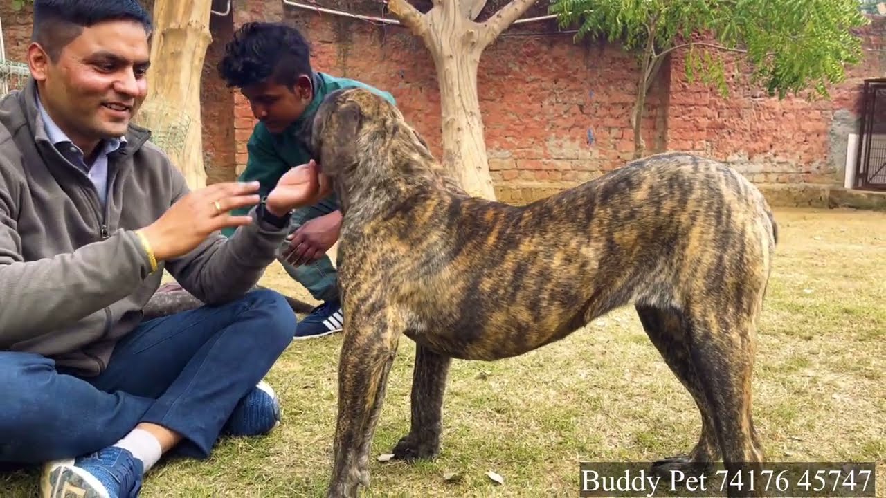 World’s Most Dangerous Dog Breed Now In India 😳😳 Perro de Presa Canario 😎😎 | Scoobers