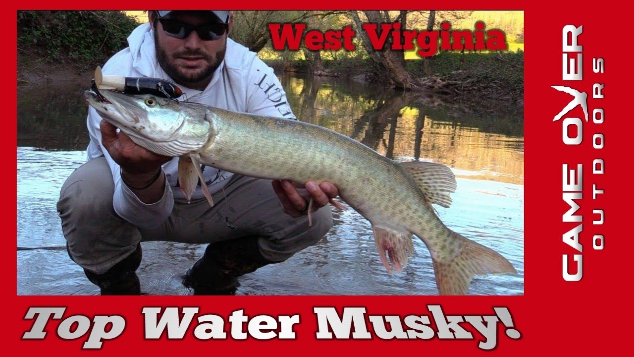 Epic Top Water Musky Strike