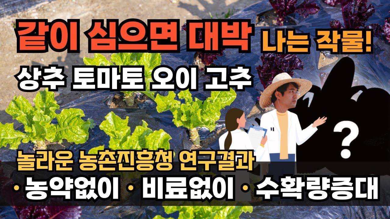 고추재배 방울토마토 오이 상추 재배방법 같이 심으면 좋은 작물