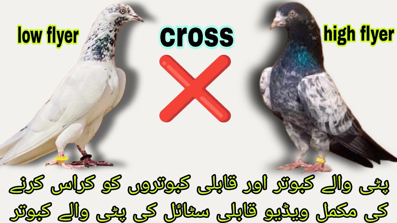 High flyer or low flyer cross pair lagya by shazil khan pigeons 