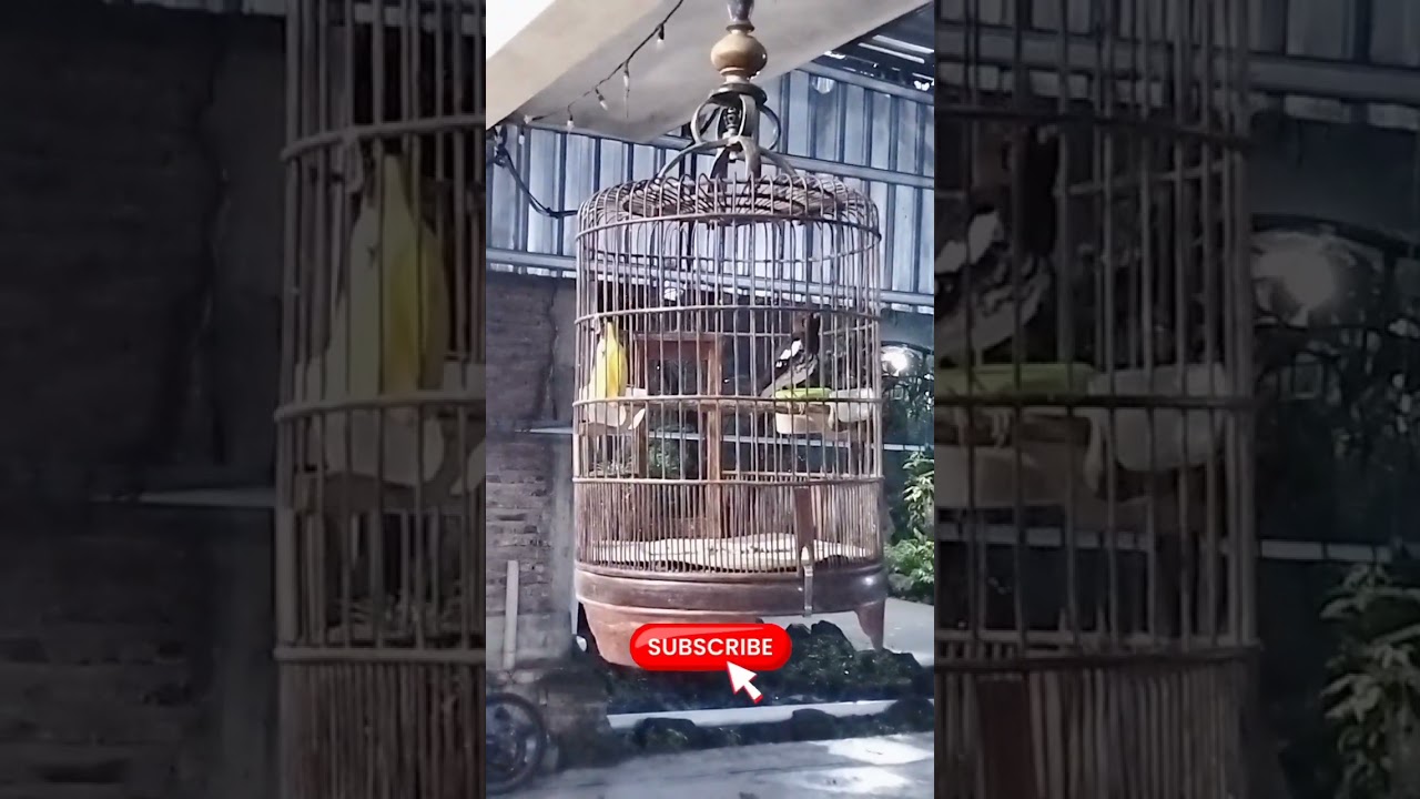 Anis kembang pastol ngecis ngeplong keras,cocok buat masteran,3 menit langsung respon.