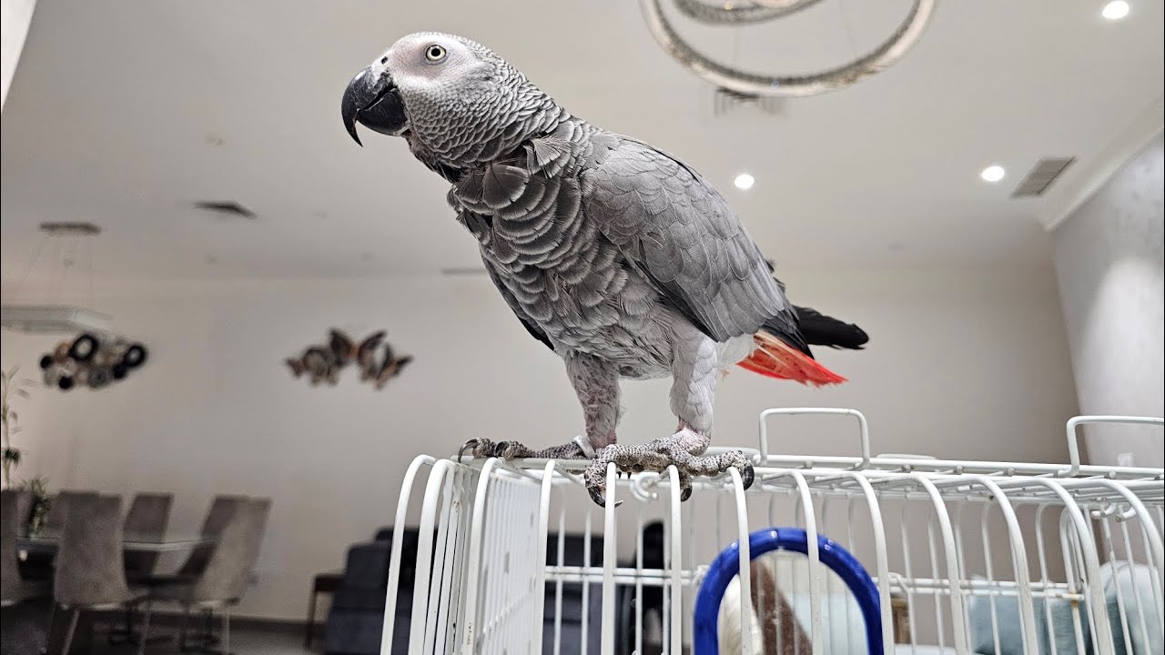 African grey 🩶 parrot 🦜 in Kuwait. কাকাতুয়া,  টিয়া,  ময়না,  পাখির পাখির কথা বলা। কথা বলা পাখি 🐦