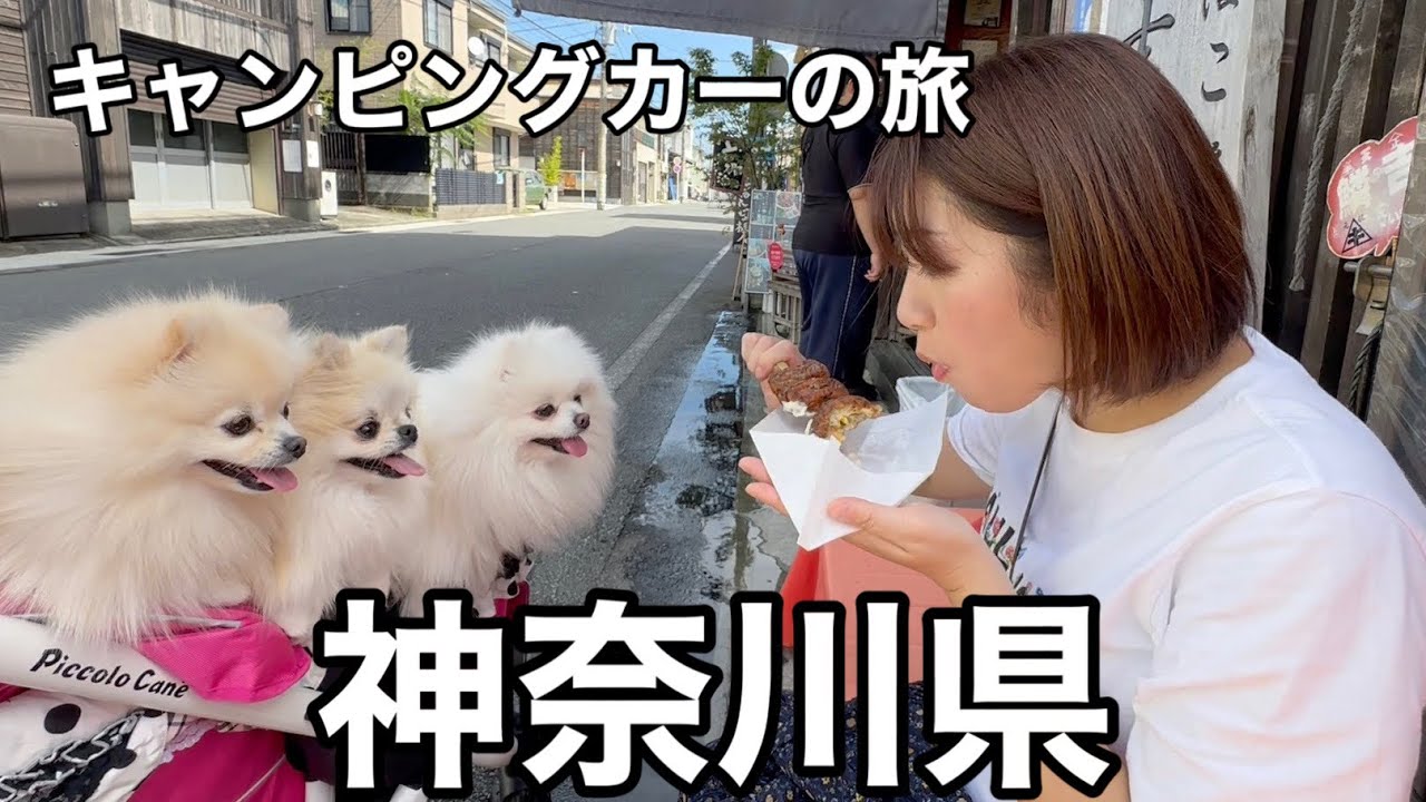 ①ポメラニアン達とキャンピングカーで車中泊しながら神奈川県旅行！
