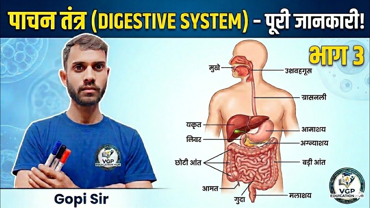 Digestive system part 3 (पाचन तंत्र भाग 3)