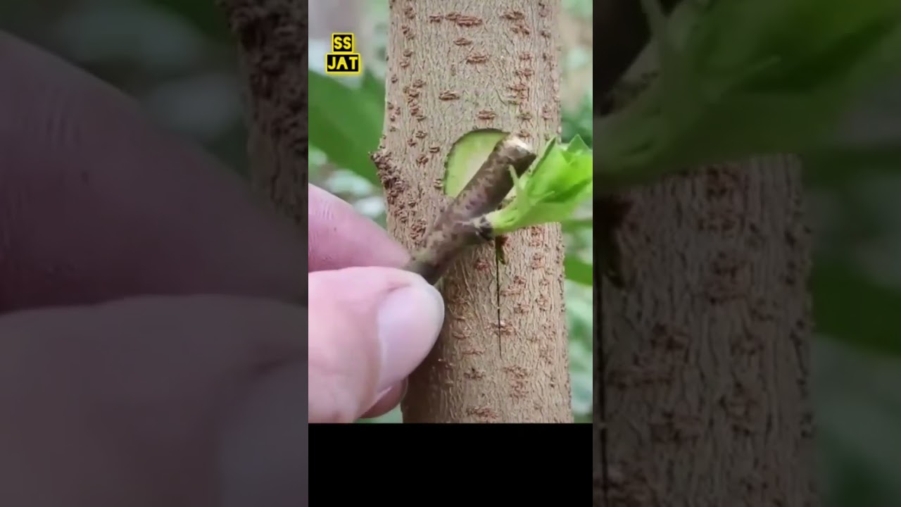 Grafting Technique|Grafting Plants|Pewand Kari Ka Tarika| #Graftingplant #Pewandkari