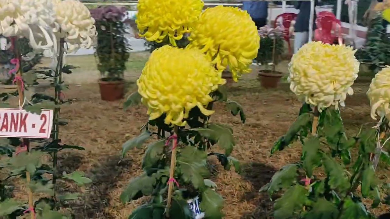 RABINDRA KANAN AGARTALA TRIPURA PUPSPA PADASANI O PRATIJUGITA 