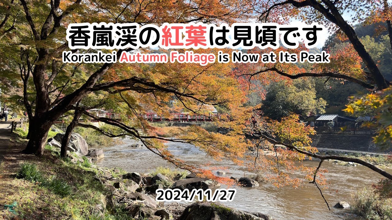 香嵐渓 紅葉は見頃となりました 2024/11/27