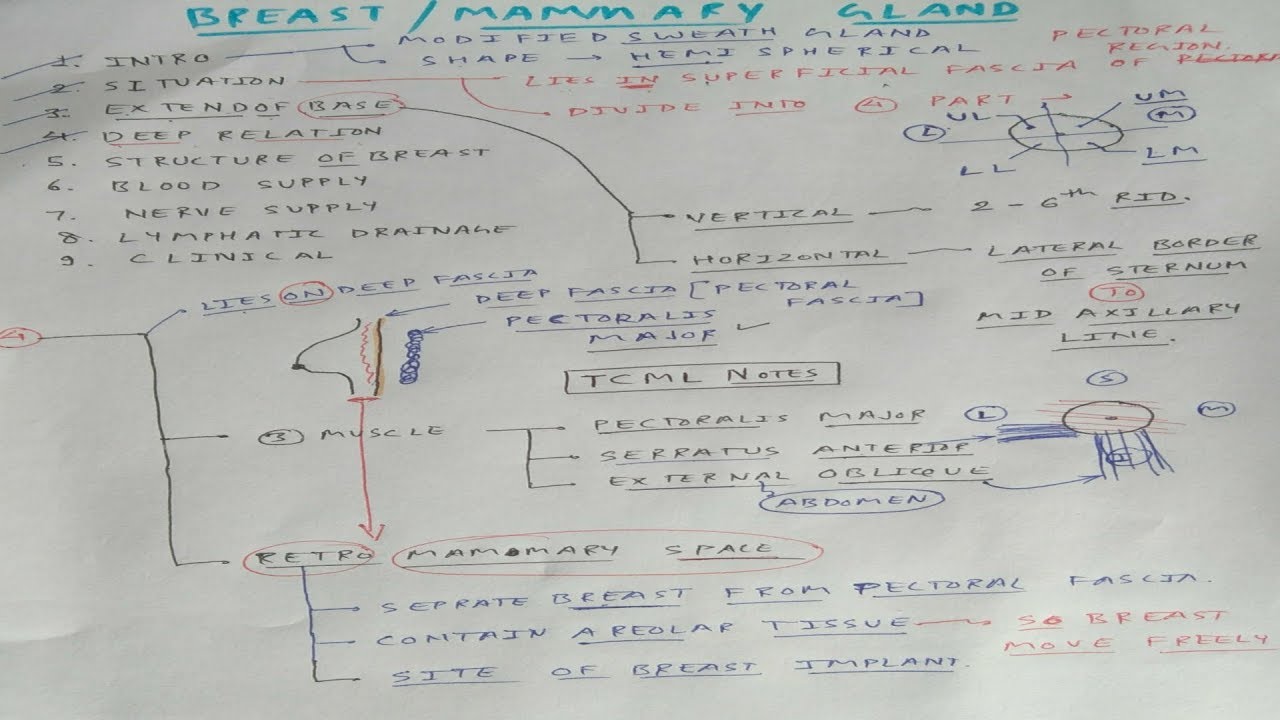 Mammary gland Anatomy - 1 | TCML