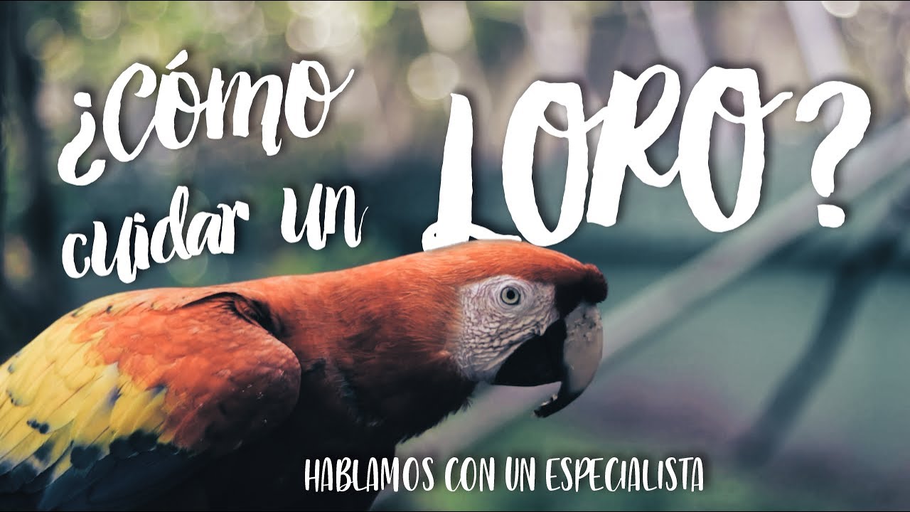 COMO CUIDAR UN LORO | Hablamos con un especialista