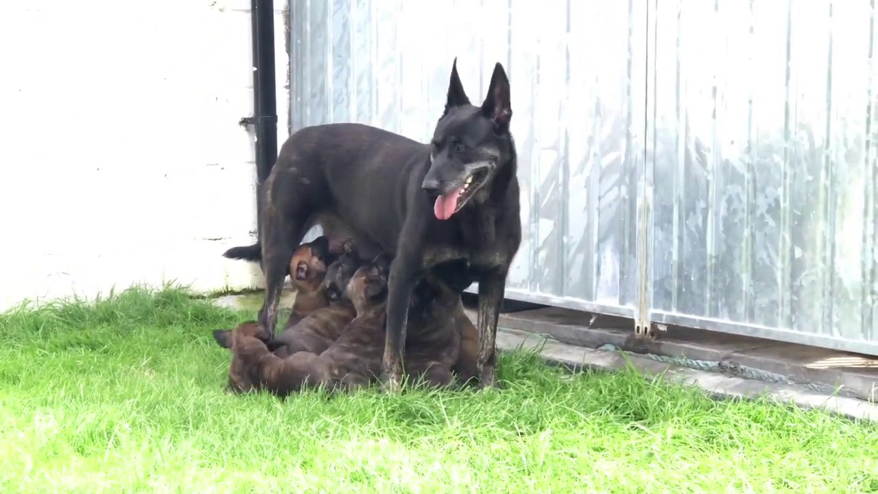 KNPV bloodlines Puppies from Vinny BRN 12267 & Bella BRN 29520