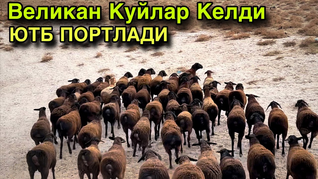Великан Куйлар! ☎️+998 88 672 8998 ☎️+998 88 794 8998