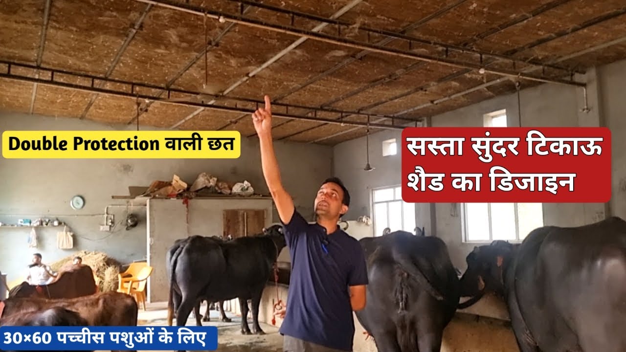 सस्ता सुंदर टिकाऊ डेयरी फार्म ऐसे बनाएं।। Dairy Farm Shed Design ।। Best  Cheapest ।।@FarmingGuruji