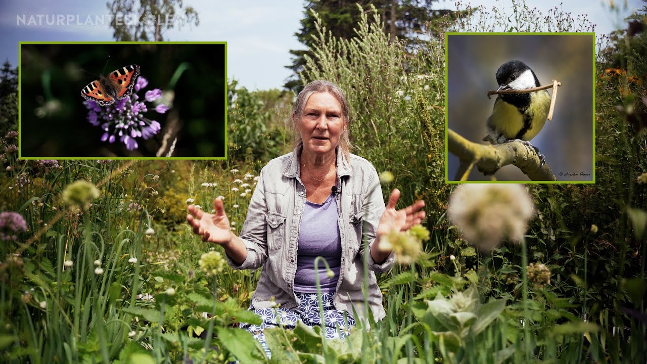 Afsnit 5 - Insekter & fugle : Permakultur i haven med Aiah Noack (5 af 10)